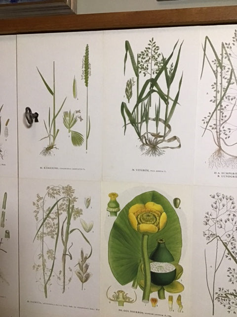 Illustrations of plants and a frog on a white background